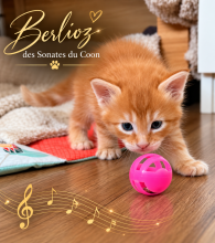 Chatons de race Maine coon à vendre chez l'éleveur TIXIDRE FLORIANE