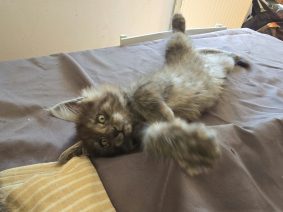 Chatons de race Maine coon à vendre chez l'éleveur chatterie des NRJ Précieuses
