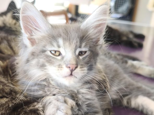 Image de la portée de chaton de l'élévage chatterie des NRJ Précieuses