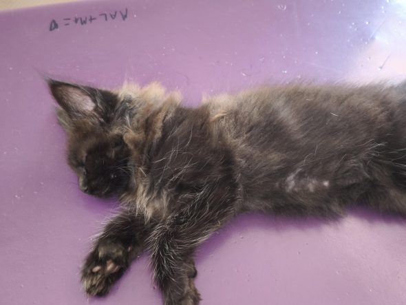 Image de la portée de chaton de l'élévage chatterie des NRJ Précieuses