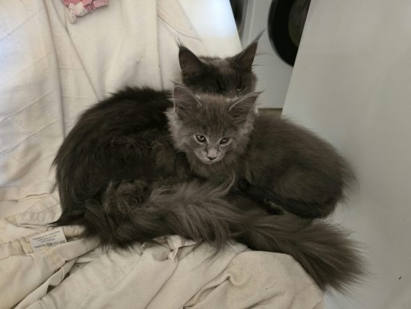 Image de la portée de chaton de l'élévage chatterie des NRJ Précieuses