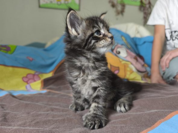 Image de la portée de chaton de l'élévage chatterie des NRJ Précieuses
