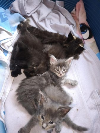 Image de la portée de chaton de l'élévage chatterie des NRJ Précieuses