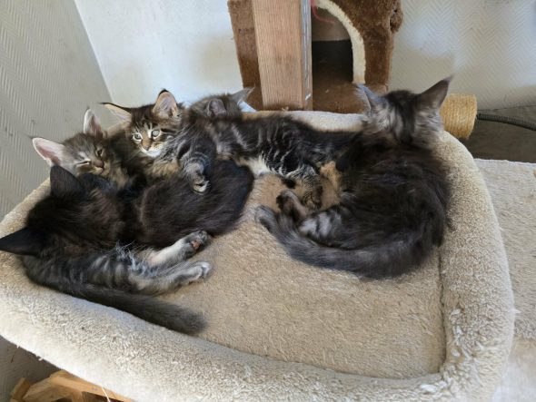 Image de la portée de chaton de l'élévage chatterie des NRJ Précieuses