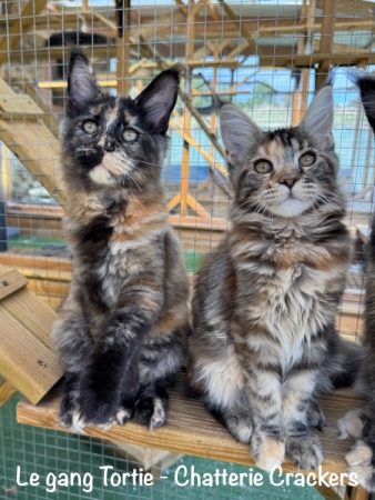 Image de la portée de chaton de l'élévage EARL CRACKERS