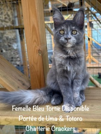 Image de la portée de chaton de l'élévage EARL CRACKERS
