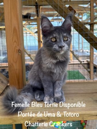 Image de la portée de chaton de l'élévage EARL CRACKERS