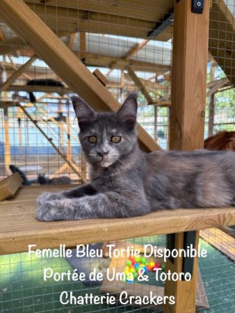 Image de la portée de chaton de l'élévage EARL CRACKERS
