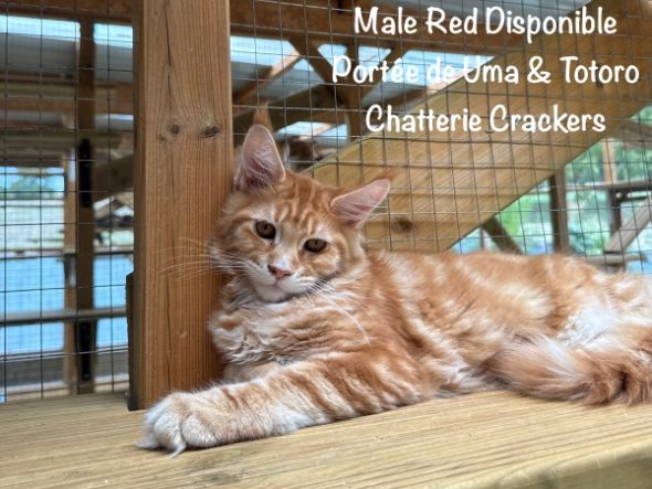 Image de la portée de chaton de l'élévage EARL CRACKERS