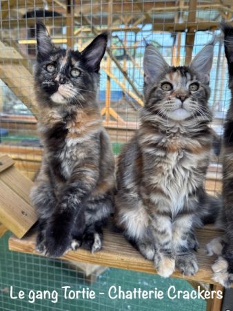 Image de la portée de chaton de l'élévage EARL CRACKERS