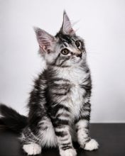 Chatons de race Maine coon à vendre chez l'éleveur DUVAL VIRGINIE black draco&rsquo;s