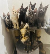 Chatons de race Maine coon à vendre chez l'éleveur LA MAGIE D AMBRE