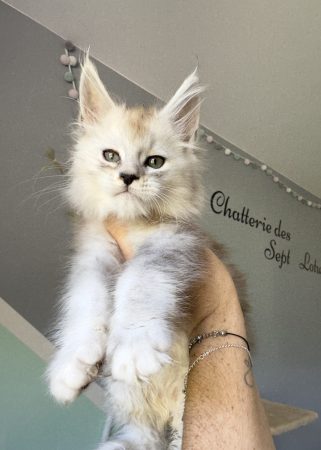 Image de la portée de chaton de l'élévage DES SEPT LOTUS
