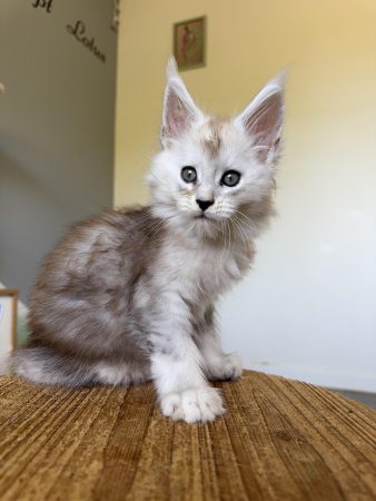 Image de la portée de chaton de l'élévage DES SEPT LOTUS
