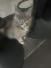 Chatons de race Maine coon à vendre chez l'éleveur DU CIEL D EMERAUDE