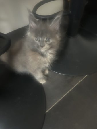 Image de la portée de chaton de l'élévage DU CIEL D EMERAUDE