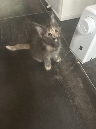 Image de la portée de chaton de l'élévage DU CIEL D EMERAUDE