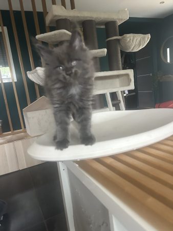 Image de la portée de chaton de l'élévage DU CIEL D EMERAUDE