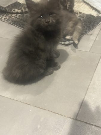 Image de la portée de chaton de l'élévage DU CIEL D EMERAUDE