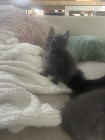 Image de la portée de chaton de l'élévage DU CIEL D EMERAUDE