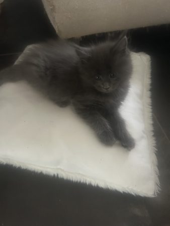 Image de la portée de chaton de l'élévage DU CIEL D EMERAUDE