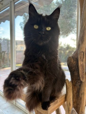 Image de la portée de chaton de l'élévage JACQUEMIN MAUD