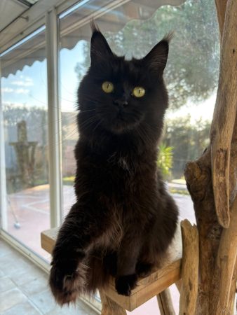 Image de la portée de chaton de l'élévage JACQUEMIN MAUD