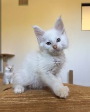 Chatons de race Maine coon à vendre chez l'éleveur DES SEPT LOTUS