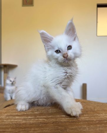 Image de la portée de chaton de l'élévage DES SEPT LOTUS