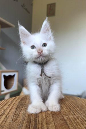 Image de la portée de chaton de l'élévage DES SEPT LOTUS