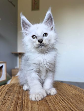 Image de la portée de chaton de l'élévage DES SEPT LOTUS