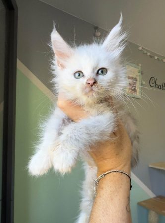 Image de la portée de chaton de l'élévage DES SEPT LOTUS