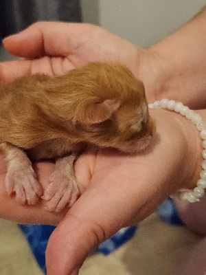 Image de la portée de chaton de l'élévage DE SWEET SUNSHINE
