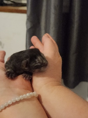 Image de la portée de chaton de l'élévage DE SWEET SUNSHINE