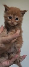 Chatons de race Maine coon à vendre chez l'éleveur DE SWEET SUNSHINE