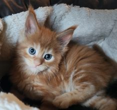 Chatons de race Maine coon à vendre chez l'éleveur DE SWEET SUNSHINE