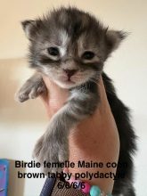 Chatons de race Maine coon à vendre chez l'éleveur JACQUEMIN MAUD