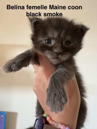 Image de la portée de chaton de l'élévage JACQUEMIN MAUD