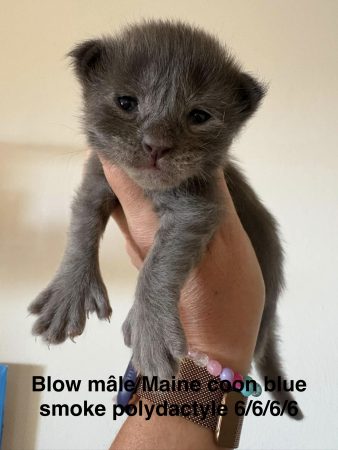 Image de la portée de chaton de l'élévage JACQUEMIN MAUD