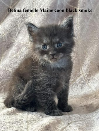 Image de la portée de chaton de l'élévage JACQUEMIN MAUD