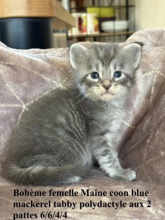 Image de la portée de chaton de l'élévage JACQUEMIN MAUD