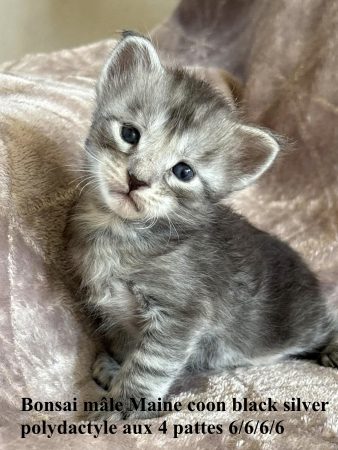 Image de la portée de chaton de l'élévage JACQUEMIN MAUD