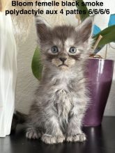 Chatons de race Maine coon à vendre chez l'éleveur JACQUEMIN MAUD