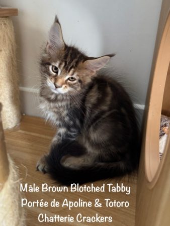 Image de la portée de chaton de l'élévage EARL CRACKERS