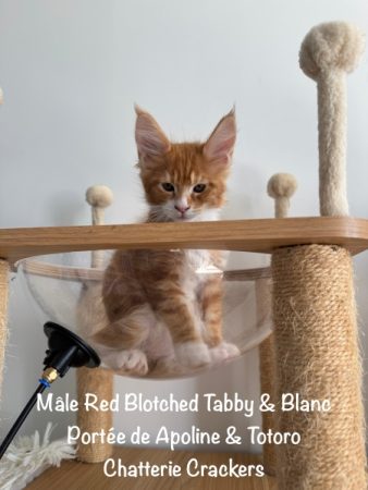 Image de la portée de chaton de l'élévage EARL CRACKERS