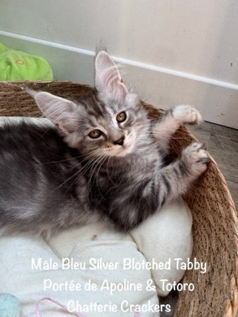 Image de la portée de chaton de l'élévage EARL CRACKERS