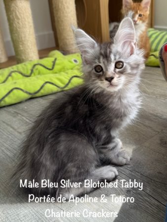 Image de la portée de chaton de l'élévage EARL CRACKERS