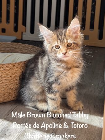 Image de la portée de chaton de l'élévage EARL CRACKERS