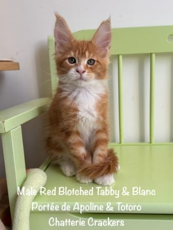 Image de la portée de chaton de l'élévage EARL CRACKERS