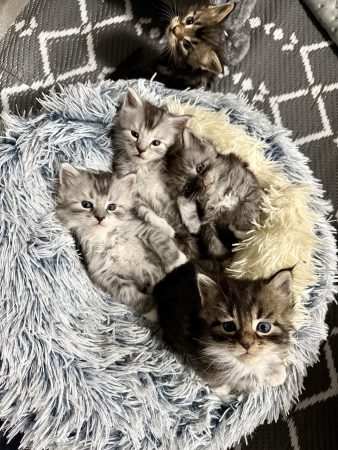 Image de la portée de chaton de l'élévage Les Chatons de Zaïa